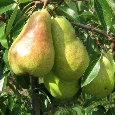 Груша БЕРЕ ЛЮКА в Гродно