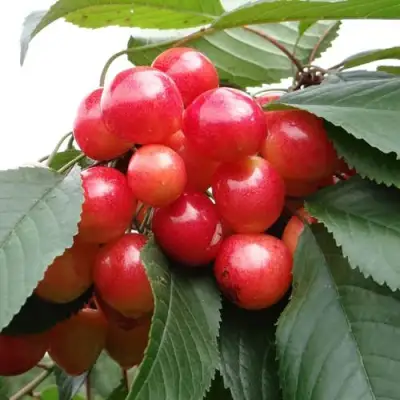 Черешня ГАСТИНЕЦ в Гродно