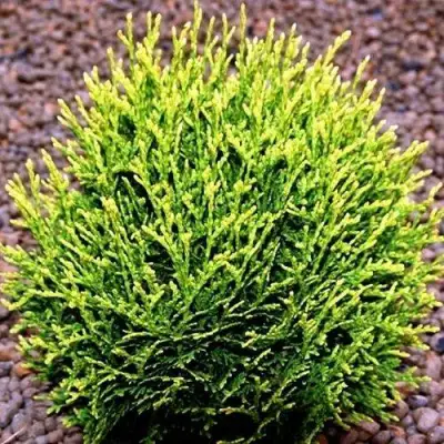 Туя ВОТЕРФИЛД западная в Гродно