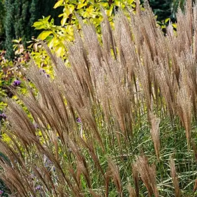 Мискантус КЛЯЙН СИЛЬБЕРСПАЙН китайский  в Гродно