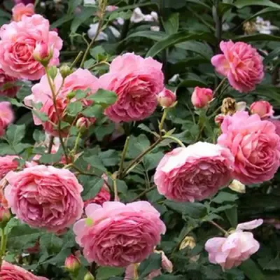 Роза ДЖУБИЛИ СЕЛЕБРЕЙШН английская в Гродно