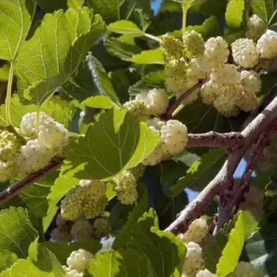 Шелковица БЕЛАЯ АЛЬБА в Гродно