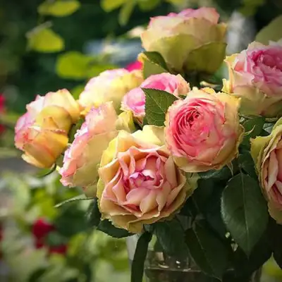 Роза ПИТАХАЙЯ чайно-гибридная в Гродно