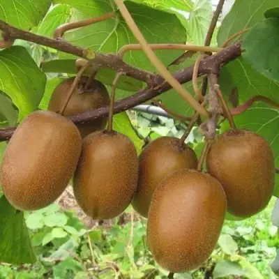 Актинидия ХЕЙВАРД киви в Гродно