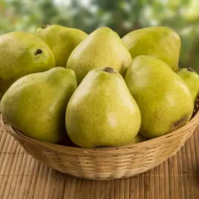 Груша ВИЛИЯ в Гродно