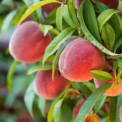 Персик РЕД ХЕВЕН в Гродно