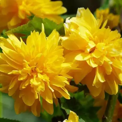 Керрия японская АУРЕОВАРИЕГАТТА в Гродно