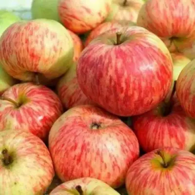 Яблоня РАНЕТКА (КОРОБОВКА) в Гродно