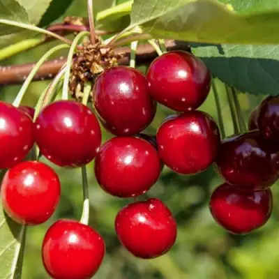 Вишня ЛЮБСКАЯ в Гродно