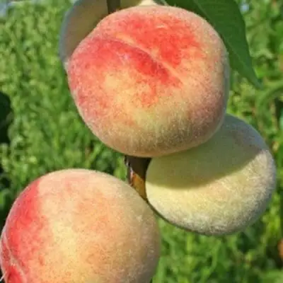 Персик ДОНЕЦКИЙ БЕЛЫЙ в Гродно