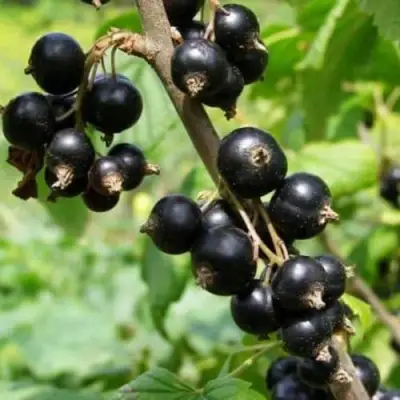 Смородина черная ВОЛОГДА в Гродно