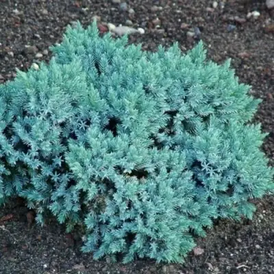 Можжевельник БЛЮ СТАР чешуйчатый в Гродно