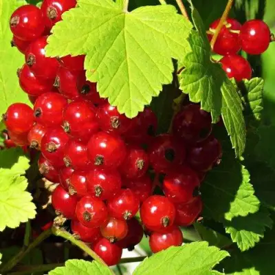 Смородина красная ГАЗЕЛЬ в Гродно