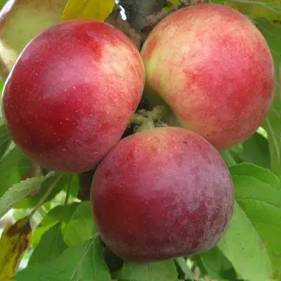 Яблоня БАЛЕРИНА ФЛАМЕНКО колонновидная  в Гродно