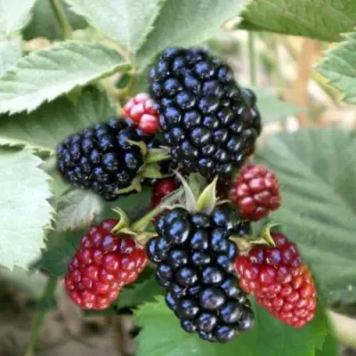 Ежевика ОРКАН бесшипная  в Гродно