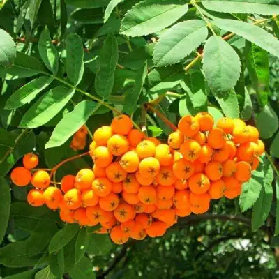 Рябина ДИРКЕНИ ЖЁЛТАЯ  сладкоплодная в Гродно