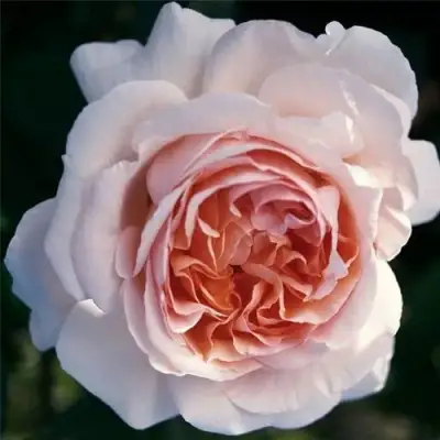 Роза АНДРЕ ЛЕ НОТР чайно-гибридная в Гродно