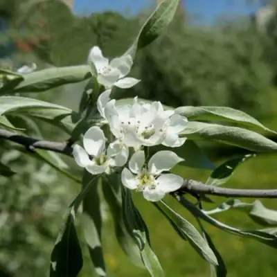 Груша ИВОЛИСТНАЯ в Гродно