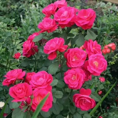 Роза ДЖОРДЖ ВАНКУВЕР флорибунда в Гродно