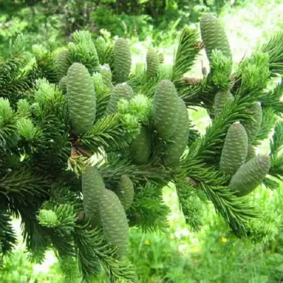 Пихта белая в Гродно