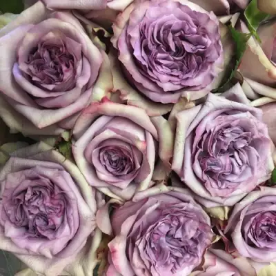 Роза ДОЛЬЧЕТТО чайно-гибридная в Гродно