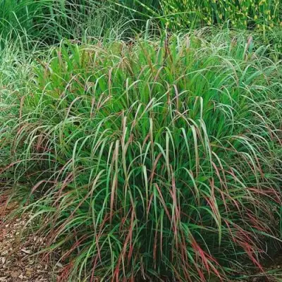 Просо РЕБРАУН прутьевидное в Гродно