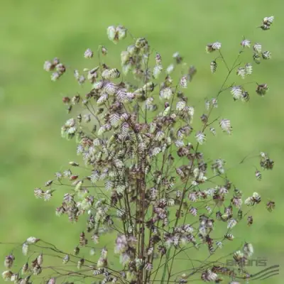 Трясунка средняя в Гродно