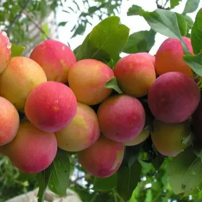 Слива СКОРОПЛОДНАЯ в Гродно