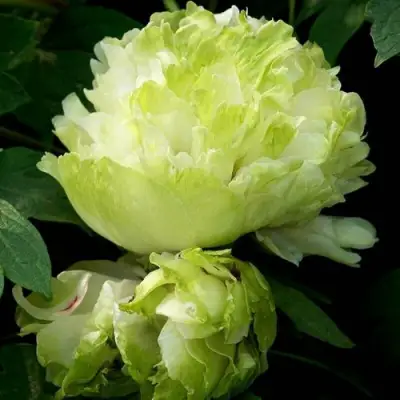 Пион ЗЕЛЕНЫЙ ШАР древовидный в Гродно