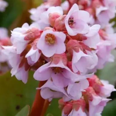 Бадан БЭБИ ДОЛЛ в Гродно