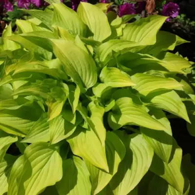 Хоста ХИДОН САНСЕТ в Гродно