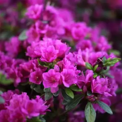 Азалия ГЕЙША ПЕРПЛ японская в Гродно