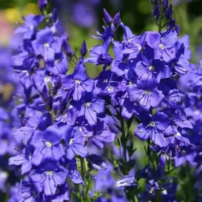 Вероника австрийская в Гродно