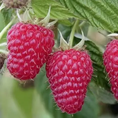 Малина ТУЛАМИН в Гродно