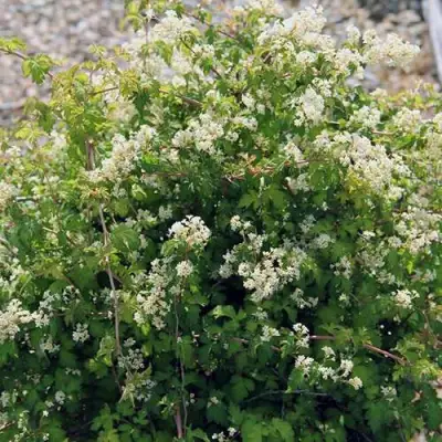 Стефанандра КРИСПА надрезаннолистная в Гродно