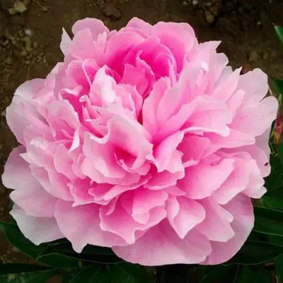 Пион ЛЕТЯЩИЙ ЖУРАВЛЬ травянистый в Гродно