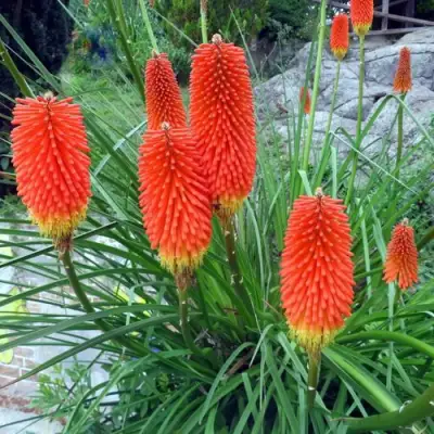 Книфофия БЕНГАЛ ФАЕР гибридная в Гродно