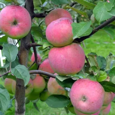 Яблоня БРЯНСКОЕ РОЗОВОЕ в Гродно