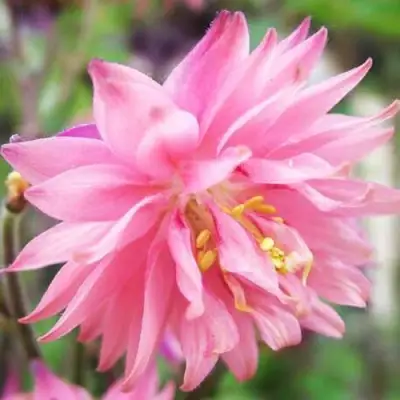 Аквилегия БАРЛОУ ПИНК гибрид МакКаны в Гродно