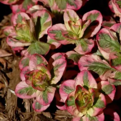 Вербейник АЛЕКСАНДР точечный в Гродно