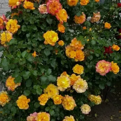 Роза САХАРА плетистая в Гродно