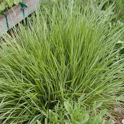 Вейник АВАЛАНШ остроцветковый в Гродно