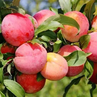 Слива ФАВОРИТЕ ДЕ СУЛТАНО в Гродно