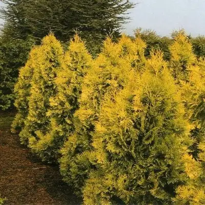 Туя ЕВРОПА ГОЛД западная в Гродно
