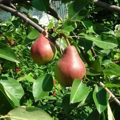 Груша РУМЯНАЯ КЕДРИНА в Гродно