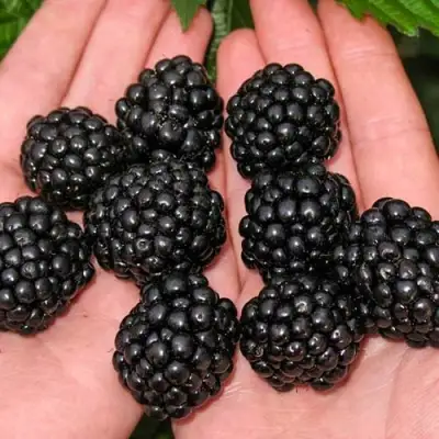 Ежевика ДЖАМБО бесшипная  в Гродно