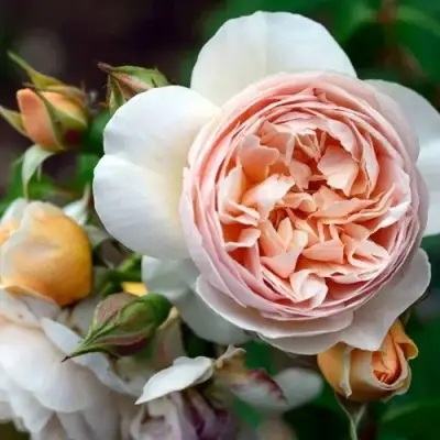 Роза ДЖУЛЬЕТТА английская в Гродно