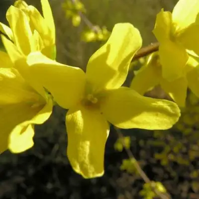 Форзиция ФОРЧУНА в Гродно