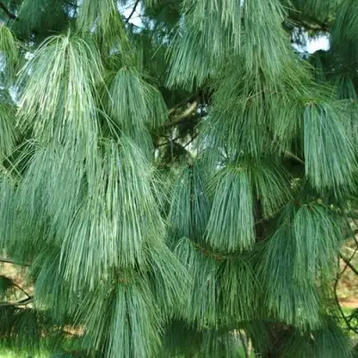 Сосна гриффита в Гродно