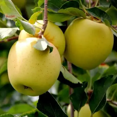 Яблоня ГОЛДЕН ВЛАДИМИРСКИЙ в Гродно